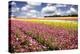 Field of Flowers IV-Alan Hausenflock-Premier Image Canvas