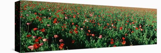 Field of Flowers, Texas-null-Stretched Canvas