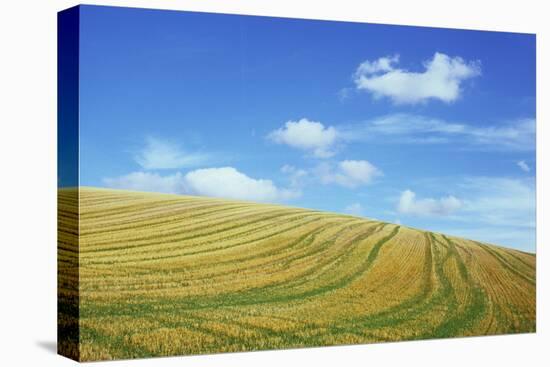 Field of Gold-Den Reader-Premier Image Canvas