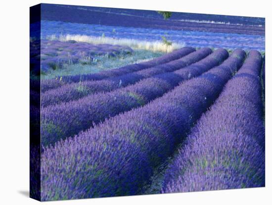 Field of Lavander Flowers Ready for Harvest, Sault, Provence, France, June 2004-Inaki Relanzon-Premier Image Canvas