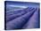 Field of Lavander Flowers Ready for Harvest, Sault, Provence, France, June 2004-Inaki Relanzon-Premier Image Canvas