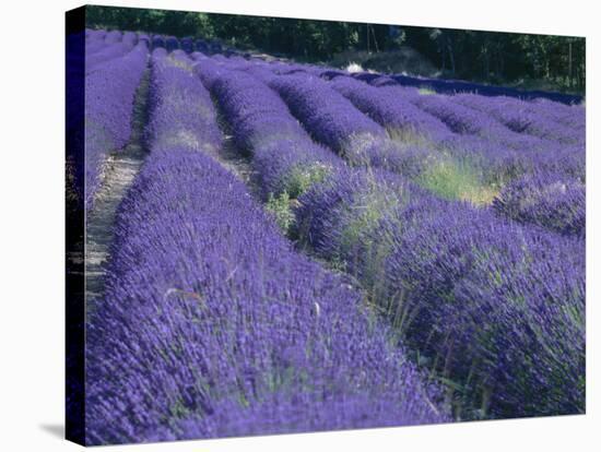 Field of Lavander Flowers Ready for Harvest, Sault, Provence, France, June 2004-Inaki Relanzon-Premier Image Canvas