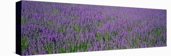 Field of Lavender, Hokkaido, Japan-null-Premier Image Canvas