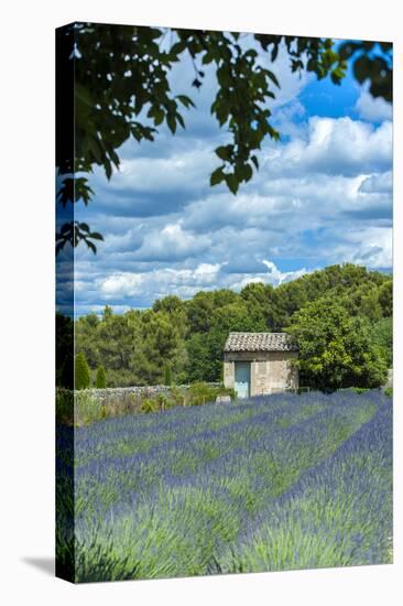 Field of lavender, St. Paul de Mausole, St. Remy, Provence, France-Lisa S. Engelbrecht-Premier Image Canvas