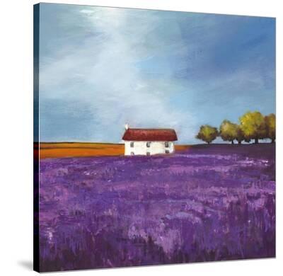 'Field of Lavender' Stretched Canvas Print Philip Bloom