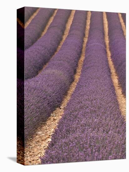 Field of Lavender-Owen Franken-Premier Image Canvas