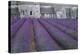 Field of Lavender-David Nunuk-Premier Image Canvas