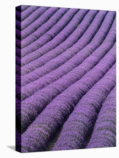 Field of Lavender-David Nunuk-Premier Image Canvas