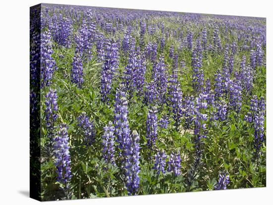 Field of Lupens-George Johnson-Premier Image Canvas