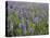 Field of Lupens-George Johnson-Premier Image Canvas