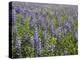 Field of Lupens-George Johnson-Premier Image Canvas