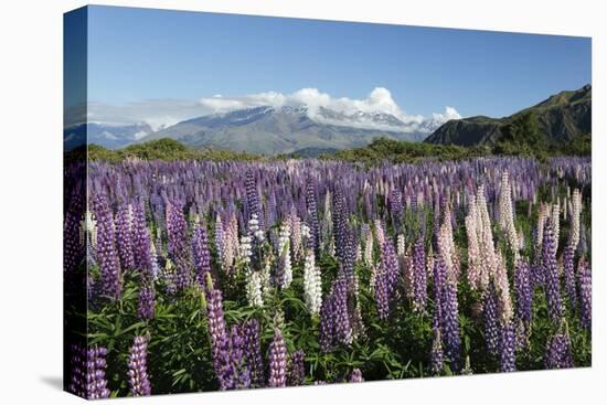 Field of Lupins Along Beacon Point Road, Wanaka, Otago, South Island, New Zealand, Pacific-Stuart Black-Premier Image Canvas