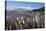Field of Lupins Along Beacon Point Road, Wanaka, Otago, South Island, New Zealand, Pacific-Stuart Black-Premier Image Canvas