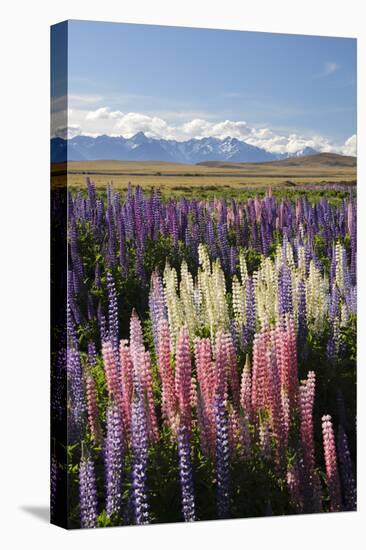 Field of Lupins with Southern Alps Behind, Near Lake Tekapo, Canterbury Region-Stuart Black-Premier Image Canvas