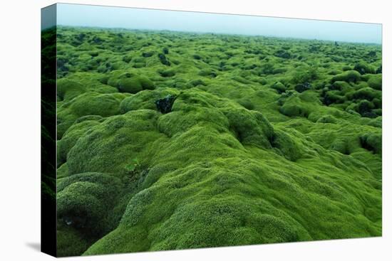 Field of Moss-Howard Ruby-Premier Image Canvas