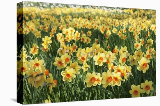 Field of Narcissi, Mainau Island in Spring, Lake Constance, Baden-Wurttemberg, Germany, Europe-Markus Lange-Premier Image Canvas