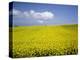 Field of oilseed rape, Yokohama, Aomori Prefecture, Japan-Aso Fujita-Premier Image Canvas