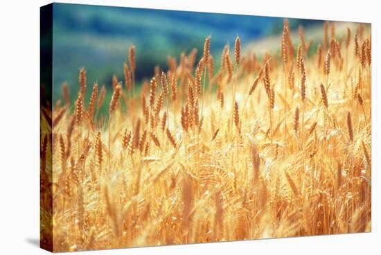 Field of Organically-grown Wheat (Triticum Sp.)-Mauro Fermariello-Premier Image Canvas