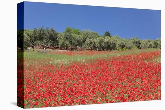 Field of Poppies and Olive Trees, Valle D'Itria, Bari District, Puglia, Italy, Europe-Markus Lange-Premier Image Canvas