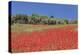 Field of Poppies and Olive Trees, Valle D'Itria, Bari District, Puglia, Italy, Europe-Markus Lange-Premier Image Canvas