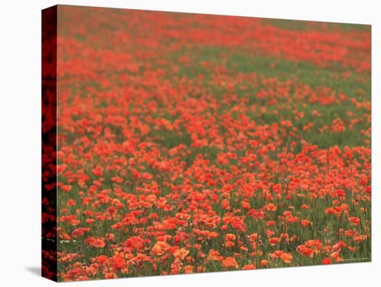 Field of Poppies, Burgenland, Austria-Walter Bibikow-Premier Image Canvas