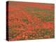 Field of Poppies, Burgenland, Austria-Walter Bibikow-Premier Image Canvas