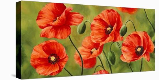 Field of Poppies-Luca Villa-Stretched Canvas