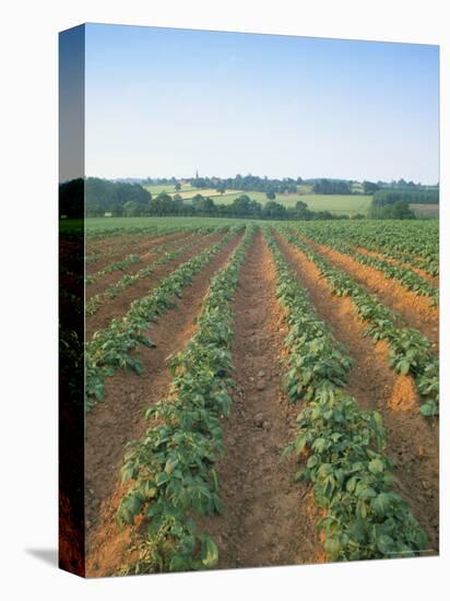 Field of Potatoes, Growing on Sandstone Soil, Warwickshire, England, United Kingdom-David Hughes-Premier Image Canvas