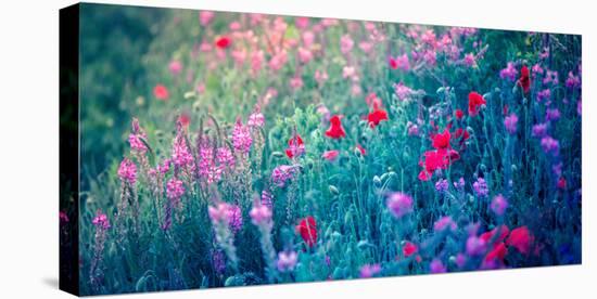 Field of Purple Flowers-Inguna Plume-Premier Image Canvas