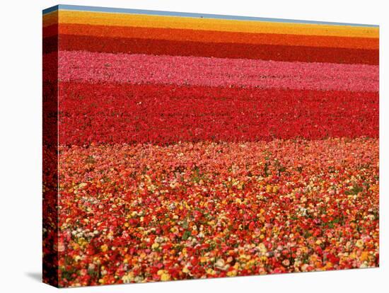 Field of Ranunculus Flowers at Carlsbad Ranch in San Diego, California-Joseph Sohm-Premier Image Canvas