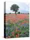 Field of Red and Blue Flowers-Jim Zuckerman-Premier Image Canvas