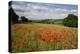 Field of Red Poppies, Near Winchcombe, Cotswolds, Gloucestershire, England, United Kingdom, Europe-Stuart Black-Premier Image Canvas