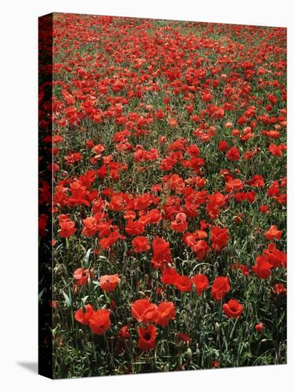 Field of Red Poppies-Adrian Bicker-Premier Image Canvas