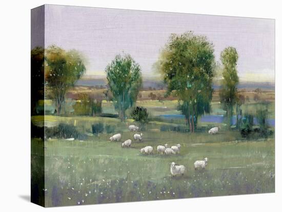 Field of Sheep I-Tim O'toole-Stretched Canvas