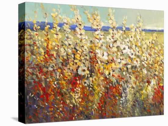 Field of Spring Flowers II-Tim O'toole-Stretched Canvas