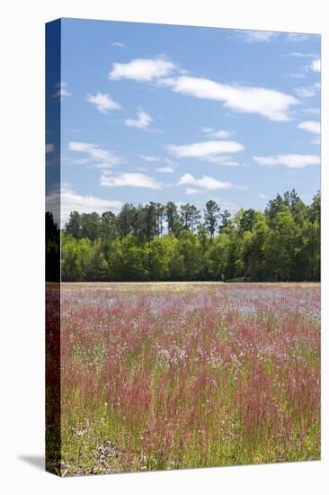 Field of Spring Roadside Wildflowers-Trish Drury-Premier Image Canvas