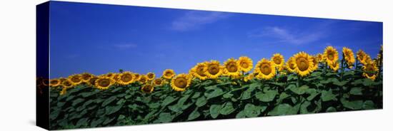 Field of Sunflowers, Bogue, Kansas, USA-null-Premier Image Canvas