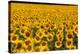 Field of Sunflowers, France-Tony Craddock-Premier Image Canvas