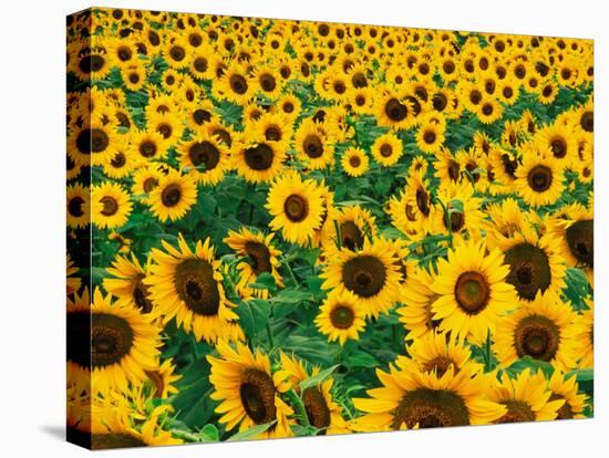 Field of Sunflowers, Frankfort, Kentucky, USA-Adam Jones-Premier Image Canvas