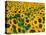 Field of Sunflowers, Frankfort, Kentucky, USA-Adam Jones-Premier Image Canvas
