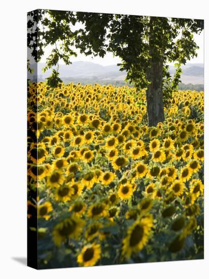 Field of Sunflowers in Full Bloom, Languedoc, France, Europe-Martin Child-Premier Image Canvas