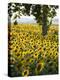 Field of Sunflowers in Full Bloom, Languedoc, France, Europe-Martin Child-Premier Image Canvas