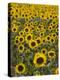Field of Sunflowers in Full Bloom, Languedoc, France, Europe-Martin Child-Premier Image Canvas