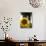 Field of Sunflowers in Full Bloom, Languedoc, France, Europe-Martin Child-Premier Image Canvas displayed on a wall