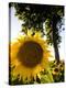 Field of Sunflowers in Full Bloom, Languedoc, France, Europe-Martin Child-Premier Image Canvas