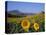 Field of Sunflowers in Summer, Near Ronda, Andalucia, Spain-Ruth Tomlinson-Premier Image Canvas