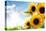 Field of Sunflowers in the Morning-Liang Zhang-Premier Image Canvas