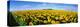 Field of Sunflowers Kansas USA-null-Stretched Canvas