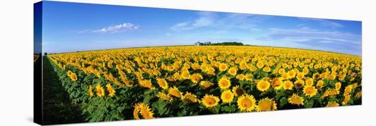 Field of Sunflowers Kansas USA-null-Stretched Canvas