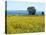 Field of Sunflowers, Lake of Bolsena, Bolsena, Viterbo Province, Latium, Italy-Nico Tondini-Premier Image Canvas